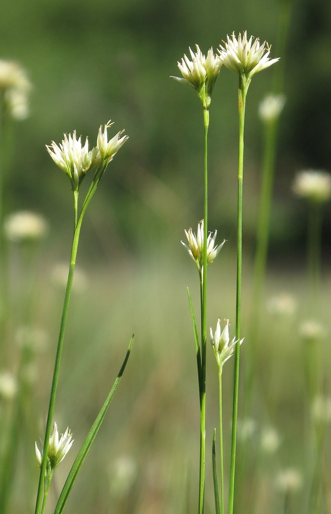 Rhynchospora alba